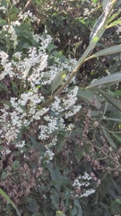 Fallopia baldschuanica