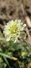 Scabiosa ochroleuca