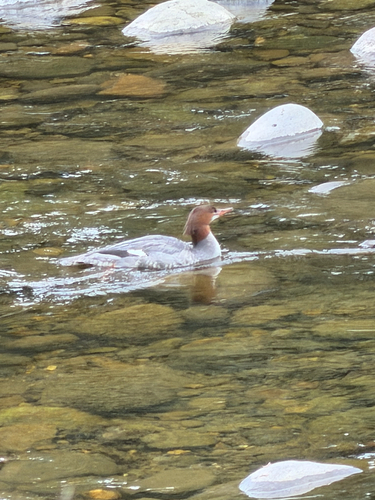 Common Merganser