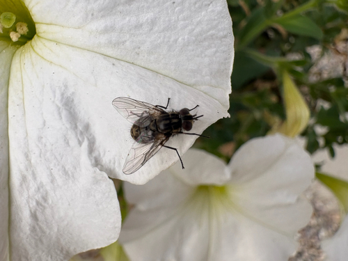 Stable Fly