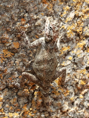 Agamidae