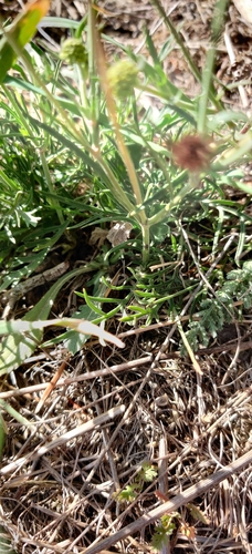 Scabiosa ochroleuca, photograph 2