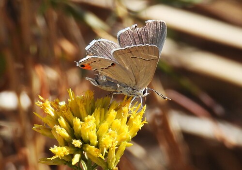 Gray Hairstreak