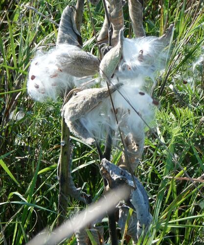 common milkweed