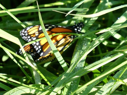 Monarch