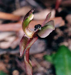 Chiloglottis trapeziformis