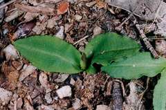 Chiloglottis trapeziformis