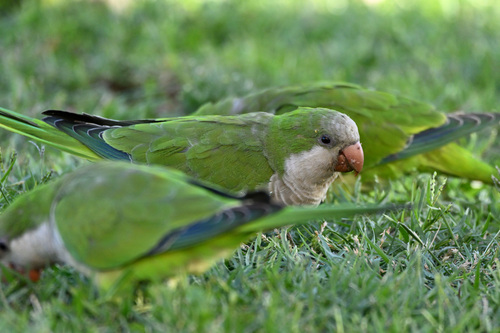 Monk Parakeet