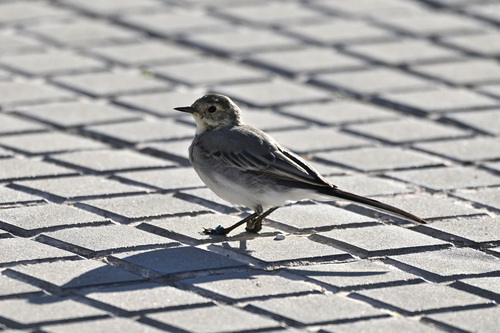 White Wagtail