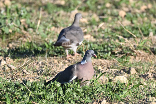 Common Wood-Pigeon