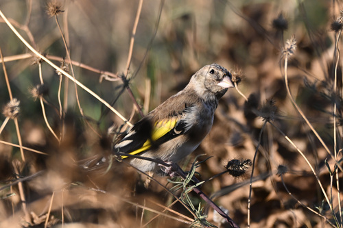 European Goldfinch