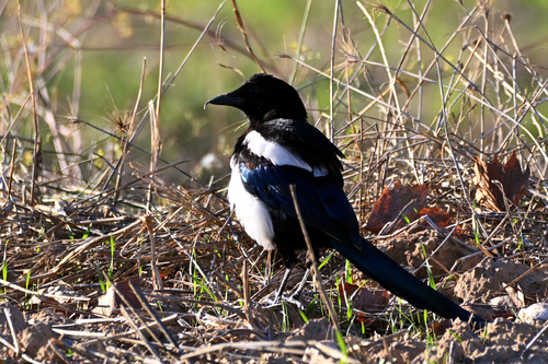 Eurasian Magpie