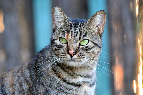 Domestic Cat