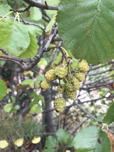 common alder