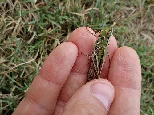 Admirable Grasshopper