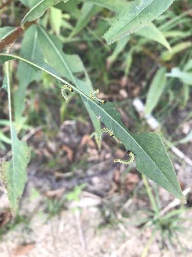 Lesser Willow Sawfly