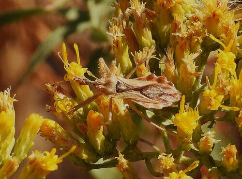 Spined Assassin Bug