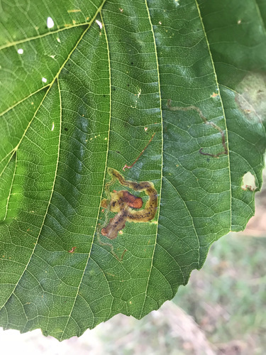 Agromyza alnivora