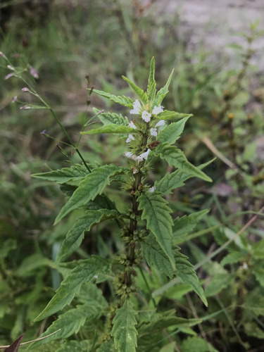 European water-horehound