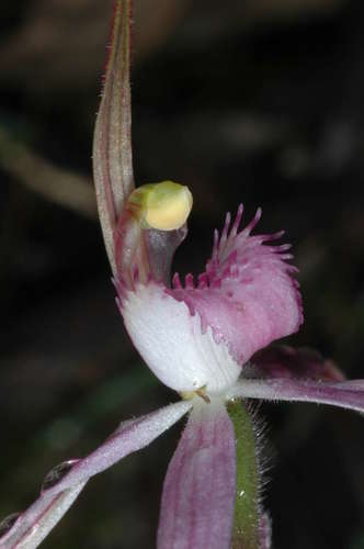 Image of Caladenia rosella by (c) Chris Lindorff, some rights reserved (CC BY)