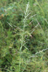 Eragrostis inamoena