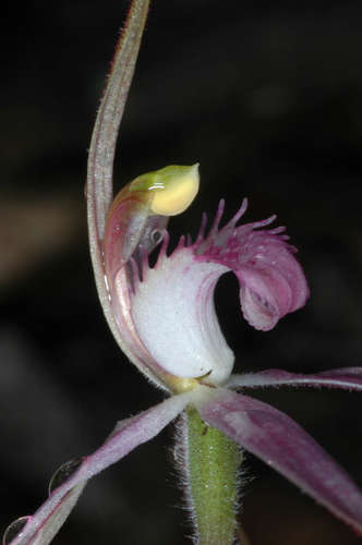 Image of Caladenia rosella by (c) Chris Lindorff, some rights reserved (CC BY)