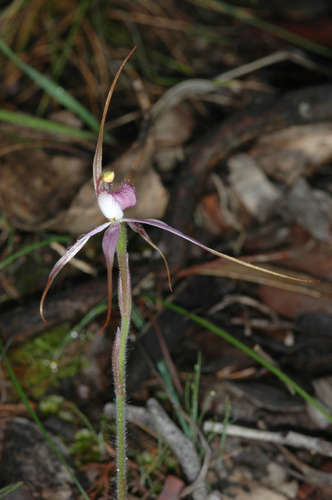 Image of Caladenia rosella by (c) Chris Lindorff, some rights reserved (CC BY)