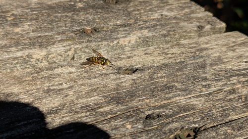 Eastern Hornet Fly