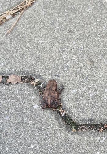 European Toad