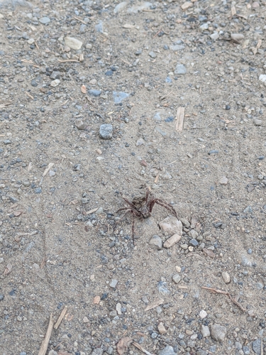 Fierce Orbweaver