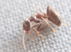 Lasius niger