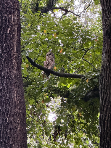 Barred Owl