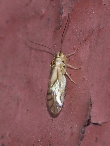 yellow barklouse
