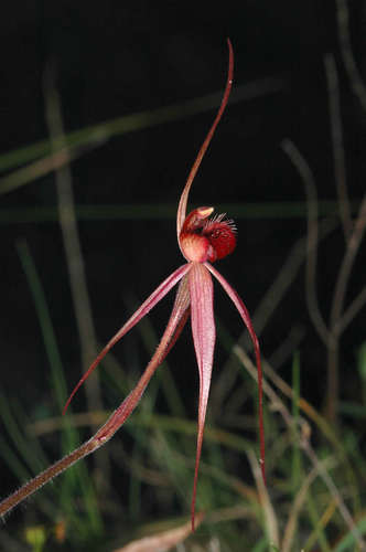 Image of Caladenia concolor by (c) Chris Lindorff, some rights reserved (CC BY)