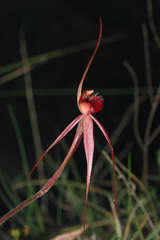 Caladenia concolor