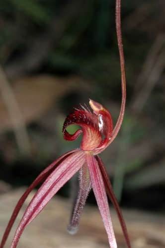 Image of Caladenia concolor by (c) Chris Lindorff, some rights reserved (CC BY)