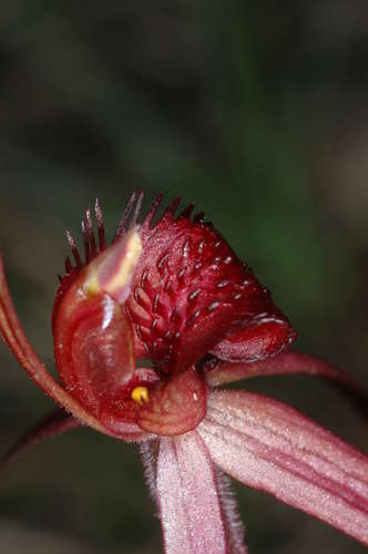 Image of Caladenia concolor by (c) Chris Lindorff, some rights reserved (CC BY)