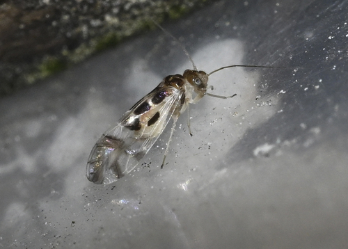 F-winged Barklouse