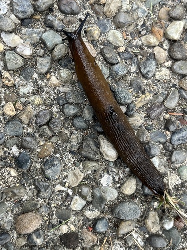 Black Slug