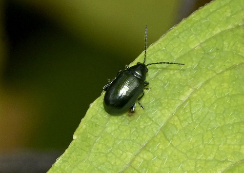 Phyllotreta nigripes