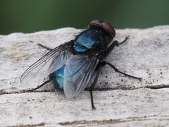 Protophormia terraenovae