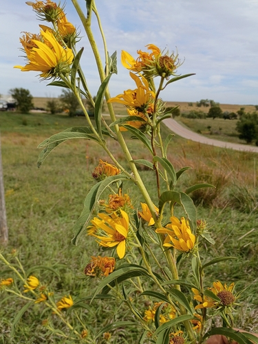Maximilian sunflower