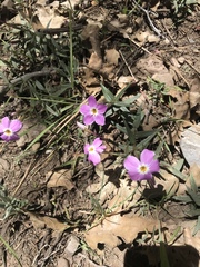 Phlox dolichantha