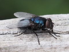 Protophormia terraenovae