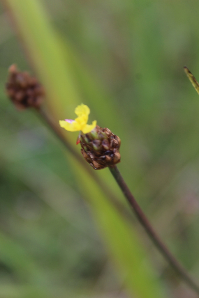 Xyris anceps