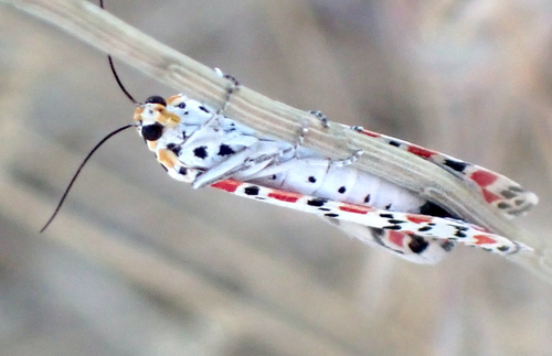 Crimson-speckled Flunkey