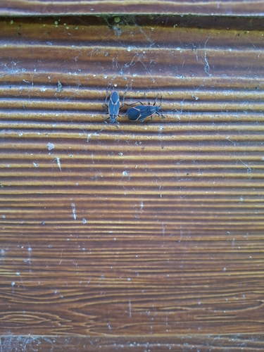 Eastern Boxelder Bug