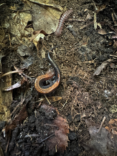 Eastern Red-backed Salamander