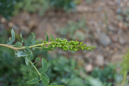Anisomeria littoralis, photograph 3