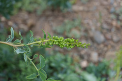 Anisomeria littoralis, photograph (c) Jorge Herreros de Lartundo, some rights reserved (CC BY)